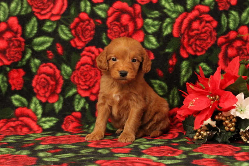 puppy, for, sale, Mini Goldendoodle F1, Matthew B. Stoltzfus, dog, breeder, Gap, PA, dog-breeder, puppy-for-sale, forsale, nearby, find, puppyfind, locator, puppylocator, aca